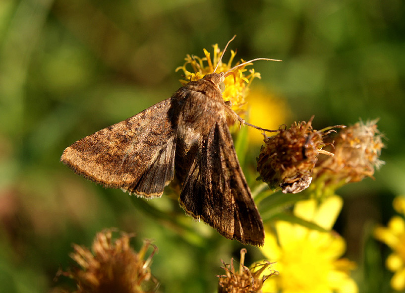 Helicoverpa armigera ?